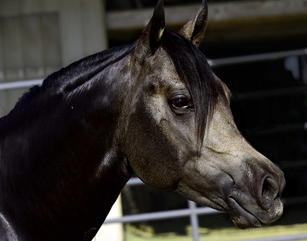 Black Hawke 2011 Blue Roan Stallion ~ Homozygous Roan ~ Standing at Stud